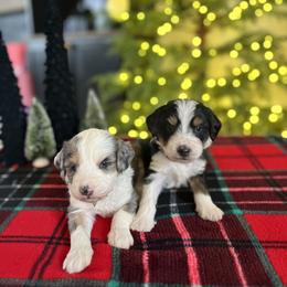 Bernedoodle Puppies from SR. Doodle pupps