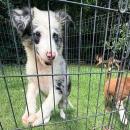 Wish - Black and white male Border Collie puppy in Cedartown, Georgia from Ferguson Border Collies