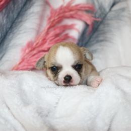 Steve - Fawn male Chihuahua puppy in Wakarusa, Indiana from My Fuzzy Chihuahuas