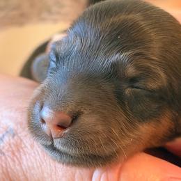 Reed - Red male Dachshund puppy in Oregon from SoCo Dachshunds
