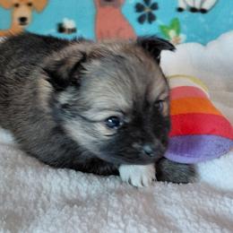 Milee - Beaver female Pomeranian puppy in Linwood, North Carolina from MJ's Pomeranians