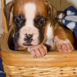 Boy 1 - Fawn male Boxer puppy in Canterbury, Connecticut from Franklin’s Boxers