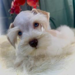 Luna - Wheaten female Miniature Schnauzer puppy in Overton, Texas from Beards & Bows Schnauzer Farm