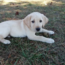 Labrador Retriever Puppies from Taylor Maid Labradors