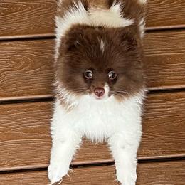 Cupcake - Chocolate parti female Pomeranian puppy in Bristol, Connecticut from Mala Poms