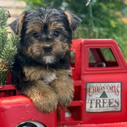 Mazey - Black and tan female Yorkshire Terrier puppy in Lebanon, Kentucky from Mosaic Merle Doodles