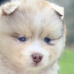 Pomskies from Blue Road Pomskies