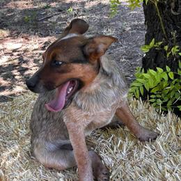 Rosebud Aka Rosie - Red speckled female Australian Cattle Dog puppy in Red Bluff, California from Route 99 Heelers