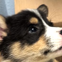 American Corgis and Pembroke Welsh Corgis from CalValley Kennels