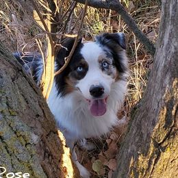 Thor - Australian Shepherd