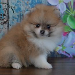 Mable - Orange sable female Pomeranian puppy in Fultonville, New York from Sandy Aussies & Pomeranians