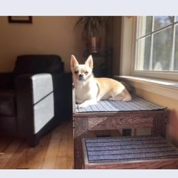 Chihuahua All Grown Up from Knox Rock'n Chihuahuas