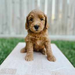 Goldendoodle Puppies from Sweet T Doodles
