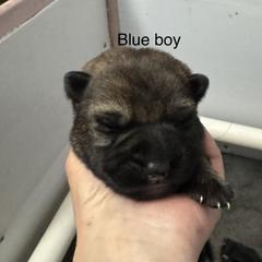 Blue - Sable male German Shepherd puppy in Fredericksburg, Virginia from Trinity German Shepherd Dogs