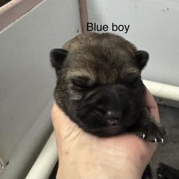 Blue - Sable male German Shepherd puppy in Fredericksburg, Virginia from Trinity German Shepherd Dogs