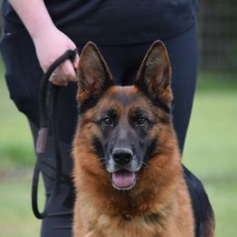 Mony - German Shepherd