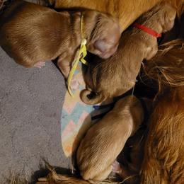 Lime - Golden male Golden Retriever puppy in Greensburg, Kentucky from Southern Springs Goldens