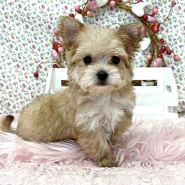 Goldie TEACUP - Gold female Morkie puppy in Monticello, Iowa from Ashley’s Puppies