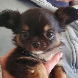 Fern - Black and tan female Chihuahua puppy in Lake George, New York from Moonhill Chihuahuas