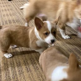 Pembroke Welsh Corgis from Ad Astra NYC