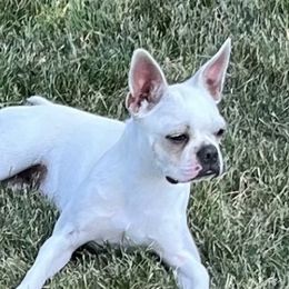 Dove - Boston Terrier