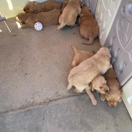 Dark Blue collar male - Golden male Golden Retriever puppy in Yucaipa, California from Blessed Goldens
