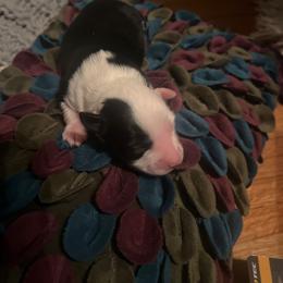 Faith - Black tri female Toy Australian Shepherd puppy in Needham, Indiana from Tiny Toy Aussies