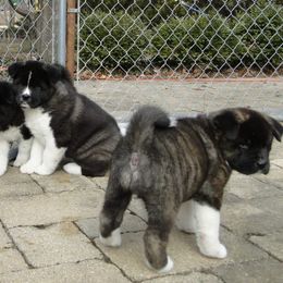 Akita Puppies from Tanager Akitas