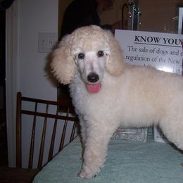  Puppies from Parris Hill Standard Poodles