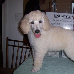  Puppies from Parris Hill Standard Poodles