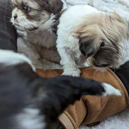 Shih Tzu Puppies from We Shih Tzu Not!