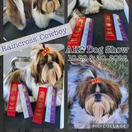 Shih Tzu Puppies from Raincross Shih Tzu