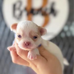 Murphy - Cream and white male Chihuahua puppy in Harrison, Michigan from Cloud9 Chihuahuas