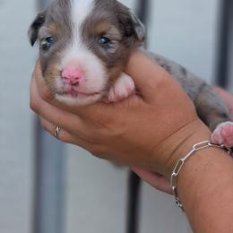 Filly - Blue merle female Miniature Australian Shepherd puppy in Lithia, Florida from Waterford Doodle Farm