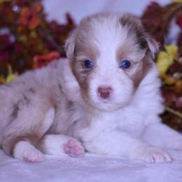 Archer - Red merle male Australian Shepherd puppy in Easton, Missouri from MMA Kennel