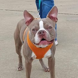 Duke - Boston Terrier