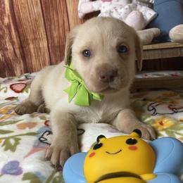 Boy 8 - male Labrador Retriever puppy in Newmanstown, Pennsylvania from Royalty Retrievers