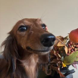 Fifi - Dachshund