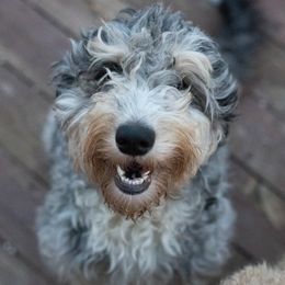 Libby - Aussiedoodle