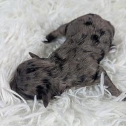 Gouda - Red merle female Aussiedoodle puppy in Haleyville, Alabama from The Cuddly Dood Ranch