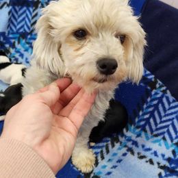 Megan - Havanese
