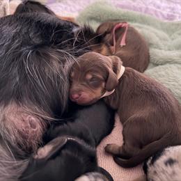 Chérie- 5000 - Chocolate and cream female Dachshund puppy in Summerfield, Florida from Dachshundly Perfect