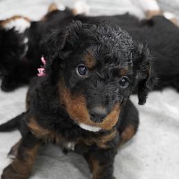 Pink Collar 'Sienna' - Phantom female Bernedoodle puppy in Mora, Minnesota from Knudsen Pups