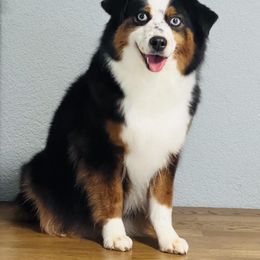 Savvy - Miniature Australian Shepherd