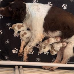 Brittany puppies from Brookfield Farm Brittanys LLC
