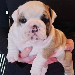 Girl 5 - Red and white female Bulldog puppy in Salina, Kansas from Big Pine Bulldogs