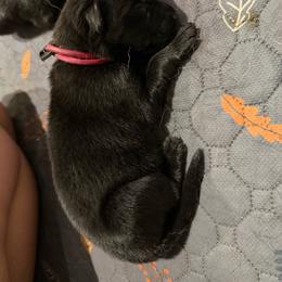 Girl 1 - Black female German Shepherd puppy in New York from Spitze German Shepherds