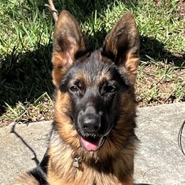 Julie - German Shepherd