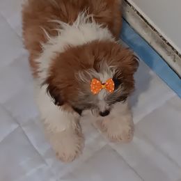 Shih Tzu Puppies from The Magical Cottage Farm