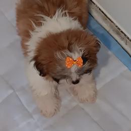 Shih Tzu Puppies from The Magical Cottage Farm